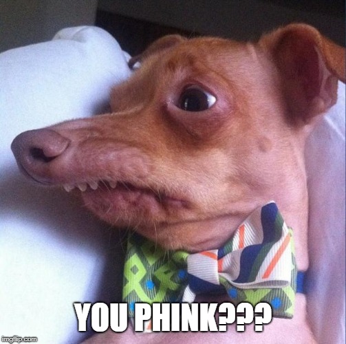 Tuna the dog (Phteven) | YOU PHINK??? | image tagged in tuna the dog phteven | made w/ Imgflip meme maker
