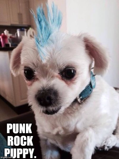 Punk rock puppy. | PUNK ROCK PUPPY. | image tagged in cute,dog,doggo,doggo week,meme,pupper | made w/ Imgflip meme maker