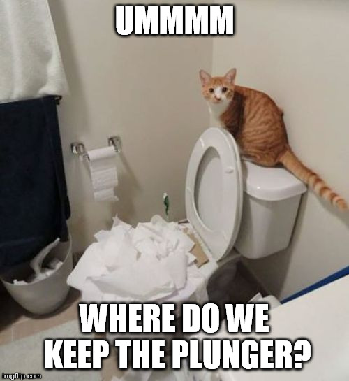 Toilet's clogged again | UMMMM; WHERE DO WE KEEP THE PLUNGER? | image tagged in toilet paper,plunger,toilet cat | made w/ Imgflip meme maker