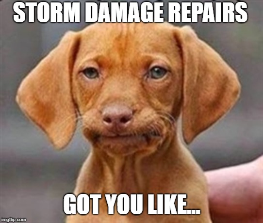 Frustrated dog | STORM DAMAGE REPAIRS; GOT YOU LIKE... | image tagged in frustrated dog | made w/ Imgflip meme maker