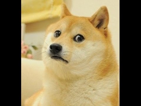 High Quality Sad Doge Blank Meme Template