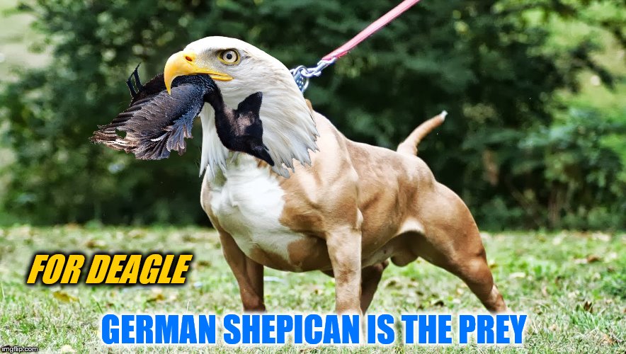 FOR DEAGLE GERMAN SHEPICAN IS THE PREY | made w/ Imgflip meme maker