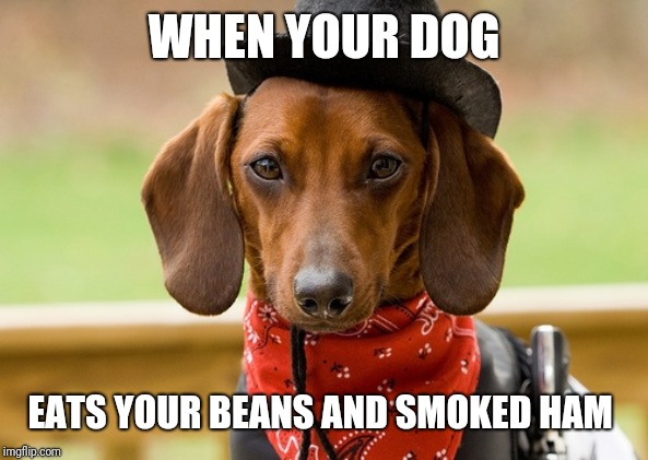 cowboy dog | WHEN YOUR DOG EATS YOUR BEANS AND SMOKED HAM | image tagged in cowboy dog | made w/ Imgflip meme maker