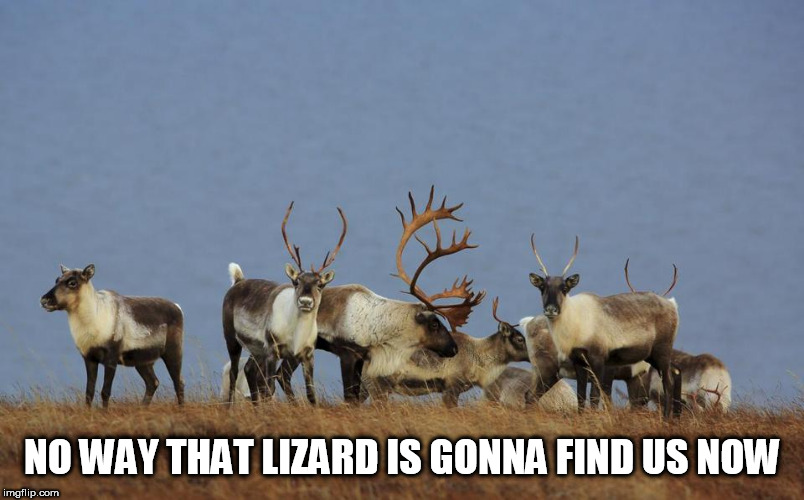 Caribou | NO WAY THAT LIZARD IS GONNA FIND US NOW | image tagged in caribou,partridge creek monster,partridge creek beast,hide,no way,find | made w/ Imgflip meme maker