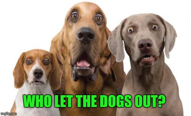 Dogs Surprised | WHO LET THE DOGS OUT? | image tagged in dogs surprised | made w/ Imgflip meme maker