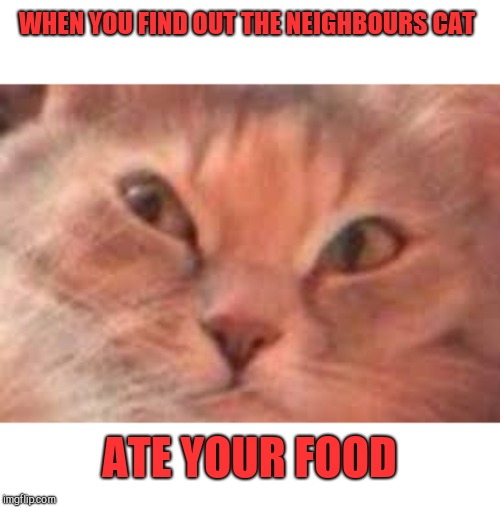 Triggered Cat | WHEN YOU FIND OUT THE NEIGHBOURS CAT; ATE YOUR FOOD | image tagged in triggered cat | made w/ Imgflip meme maker