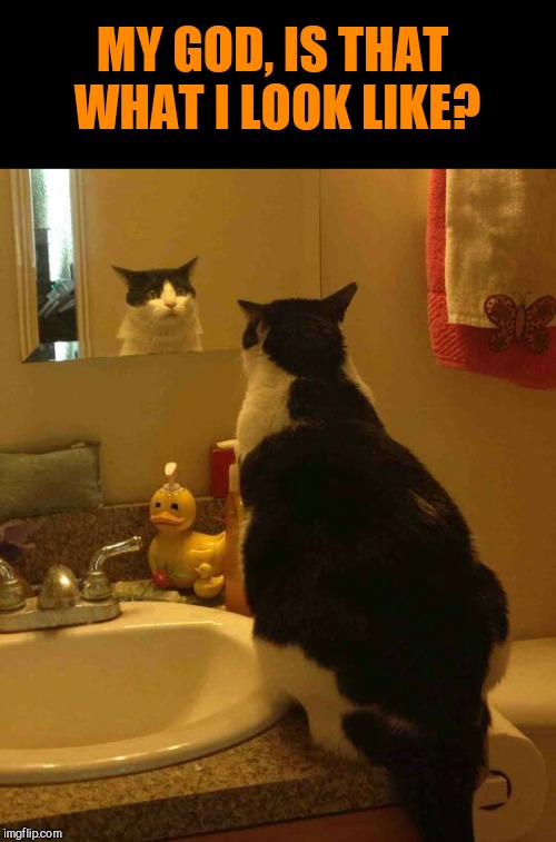 MY GOD, IS THAT WHAT I LOOK LIKE? | image tagged in shocked cat,reality hurts | made w/ Imgflip meme maker