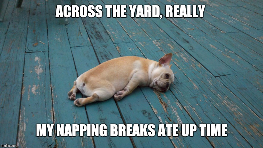 Lazy Dog | ACROSS THE YARD, REALLY MY NAPPING BREAKS ATE UP TIME | image tagged in lazy dog | made w/ Imgflip meme maker