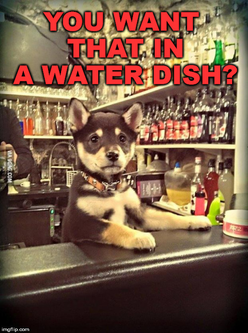 When your dog goes to the bar | YOU WANT THAT IN A WATER DISH? | image tagged in bartender puppy,bowl,cute dog | made w/ Imgflip meme maker