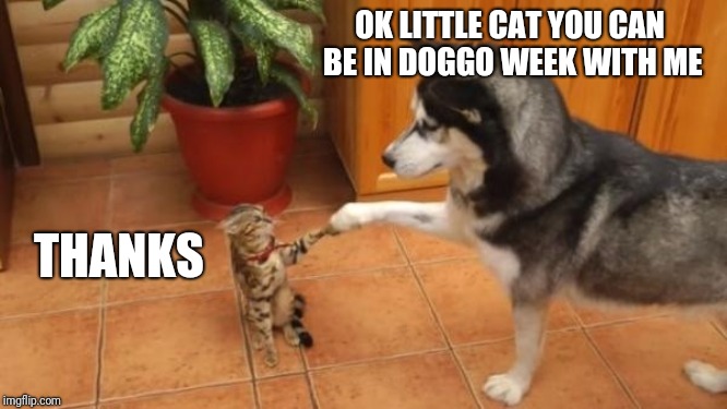 Doggo Week March 10-16 a Blaze_the_Blaking and 1forpeace Event | OK LITTLE CAT YOU CAN BE IN DOGGO WEEK WITH ME; THANKS | image tagged in doggo week,memes,fist bump,dogs,cats | made w/ Imgflip meme maker