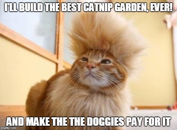 Make Catnip Great Again | I'LL BUILD THE BEST CATNIP GARDEN, EVER! AND MAKE THE THE DOGGIES PAY FOR IT | image tagged in cats | made w/ Imgflip meme maker