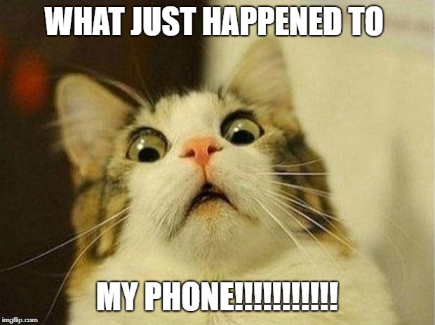 Scared Cat | WHAT JUST HAPPENED TO; MY PHONE!!!!!!!!!!! | image tagged in memes,scared cat | made w/ Imgflip meme maker