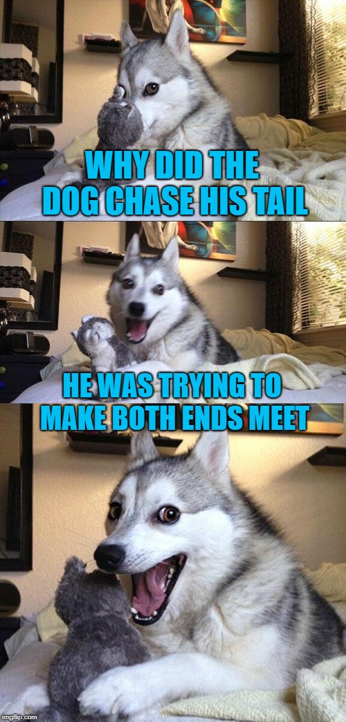 Really, Really Bad Pun Dog
(Doggo Week March 10-16 a Blaze_the_Blaziken and 1forpeace Event) | WHY DID THE DOG CHASE HIS TAIL; HE WAS TRYING TO MAKE BOTH ENDS MEET | image tagged in memes,bad pun dog,dog,doggo week,tail,pun | made w/ Imgflip meme maker