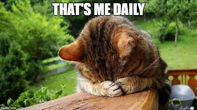 Embarrassed Cat | THAT'S ME DAILY | image tagged in embarrassed cat | made w/ Imgflip meme maker