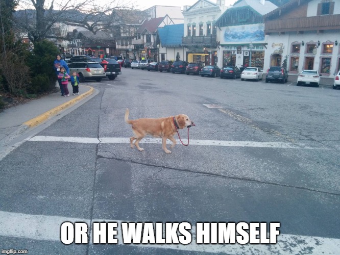 Dog walking itself | OR HE WALKS HIMSELF | image tagged in dog walking itself | made w/ Imgflip meme maker