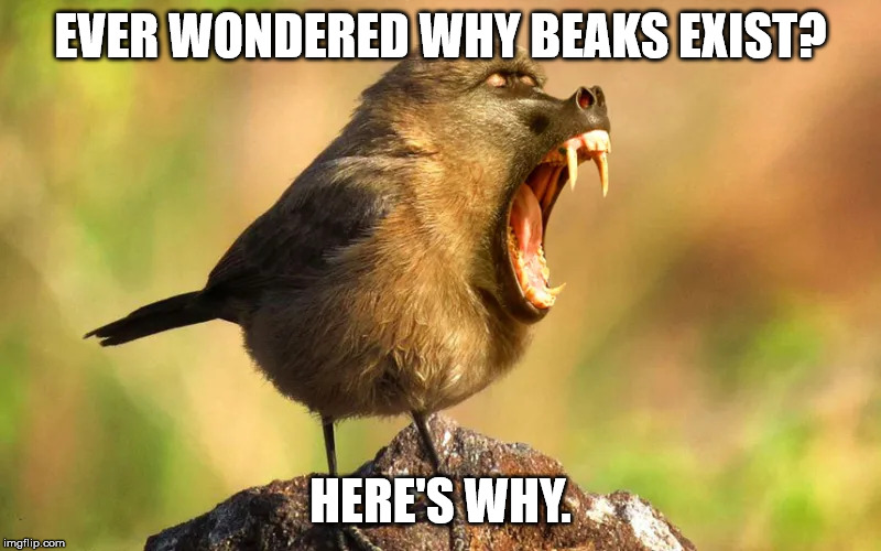 Questionable | EVER WONDERED WHY BEAKS EXIST? HERE'S WHY. | image tagged in memes,birds,animals | made w/ Imgflip meme maker