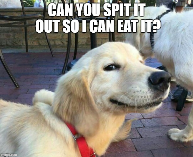 good boy dog | CAN YOU SPIT IT OUT SO I CAN EAT IT? | image tagged in good boy dog | made w/ Imgflip meme maker