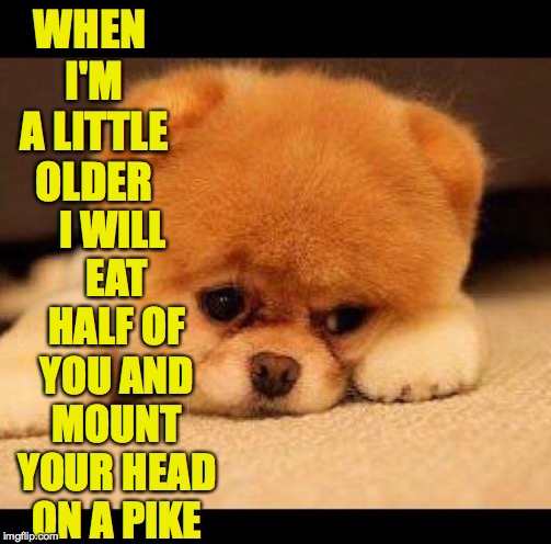 sad dog | WHEN I'M A LITTLE OLDER I WILL EAT HALF OF YOU AND MOUNT YOUR HEAD ON A PIKE | image tagged in sad dog | made w/ Imgflip meme maker