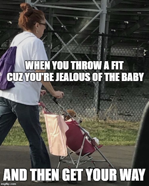 Dog walker | WHEN YOU THROW A FIT CUZ YOU'RE JEALOUS OF THE BABY AND THEN GET YOUR WAY | image tagged in dog walker | made w/ Imgflip meme maker