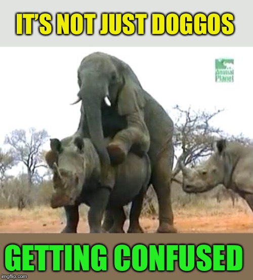 Elephant Rapes Rhino | GETTING CONFUSED IT’S NOT JUST DOGGOS | image tagged in elephant rapes rhino | made w/ Imgflip meme maker
