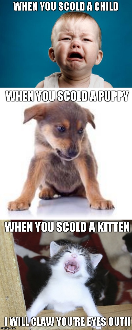 I think this was a Robin Williams bit, but its been too many years | WHEN YOU SCOLD A CHILD; WHEN YOU SCOLD A PUPPY; WHEN YOU SCOLD A KITTEN; I WILL CLAW YOU'RE EYES OUT!! | image tagged in nature,puppies and kittens,sick humor | made w/ Imgflip meme maker