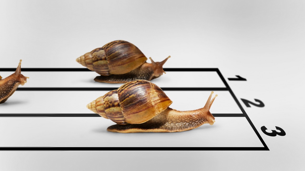 Snail race Blank Meme Template