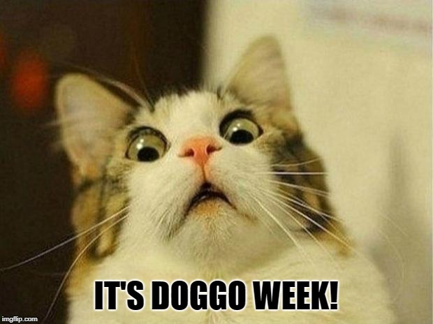 doggo week | IT'S DOGGO WEEK! | image tagged in memes,scared cat,doggo week | made w/ Imgflip meme maker