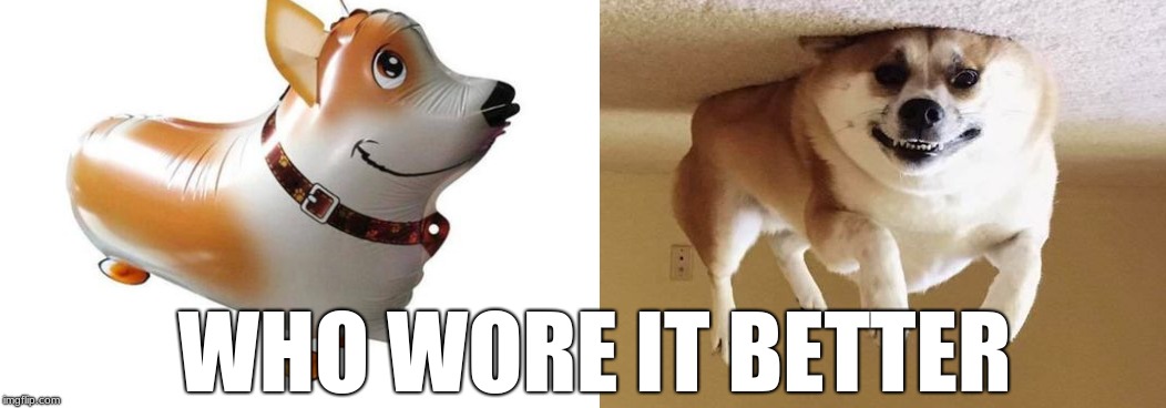 Doggo Week March 10-16 a Blaze_the_Blaziken and 1forpeace Event | WHO WORE IT BETTER | image tagged in ballon dog,dog ballon,who wore it better,doggo week,doggos | made w/ Imgflip meme maker