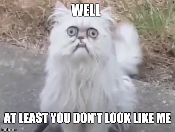 Ugly cat | WELL AT LEAST YOU DON'T LOOK LIKE ME | image tagged in ugly cat | made w/ Imgflip meme maker