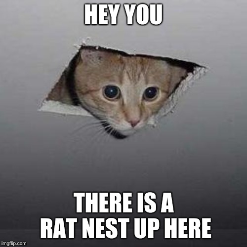 Ceiling Cat Meme | HEY YOU; THERE IS A RAT NEST UP HERE | image tagged in memes,ceiling cat | made w/ Imgflip meme maker