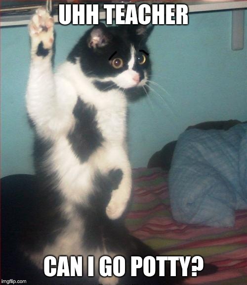 question cat | UHH TEACHER; CAN I GO POTTY? | image tagged in question cat | made w/ Imgflip meme maker