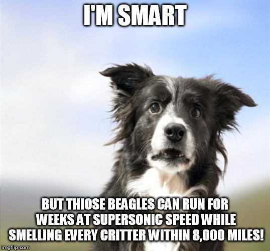 Surprised Border Collie | I'M SMART BUT THIOSE BEAGLES CAN RUN FOR WEEKS AT SUPERSONIC SPEED WHILE SMELLING EVERY CRITTER WITHIN 8,000 MILES! | image tagged in surprised border collie | made w/ Imgflip meme maker