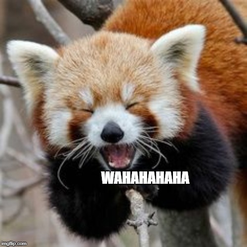 Rofl Red Panda | WAHAHAHAHA | image tagged in rofl red panda | made w/ Imgflip meme maker