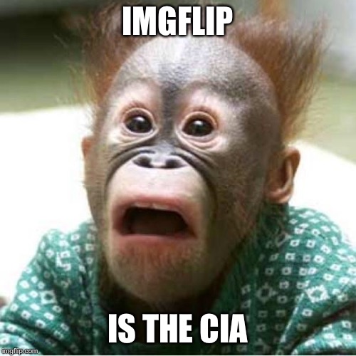 Scared monkey | IMGFLIP; IS THE CIA | image tagged in scared monkey | made w/ Imgflip meme maker
