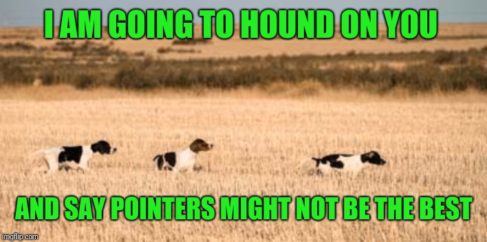 hound dogs tracking thrown off scent trail track diversionary | I AM GOING TO HOUND ON YOU AND SAY POINTERS MIGHT NOT BE THE BEST | image tagged in hound dogs tracking thrown off scent trail track diversionary | made w/ Imgflip meme maker