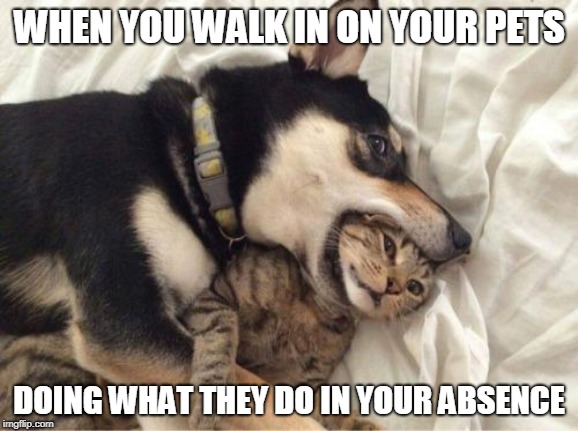 Hairballs | WHEN YOU WALK IN ON YOUR PETS; DOING WHAT THEY DO IN YOUR ABSENCE | image tagged in dogs,cats,animals,funny animals,memes,pets | made w/ Imgflip meme maker