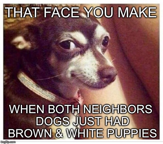 Doggo Week Continues | THAT FACE YOU MAKE; WHEN BOTH NEIGHBORS DOGS JUST HAD BROWN & WHITE PUPPIES | image tagged in doggo week,memes,funny | made w/ Imgflip meme maker
