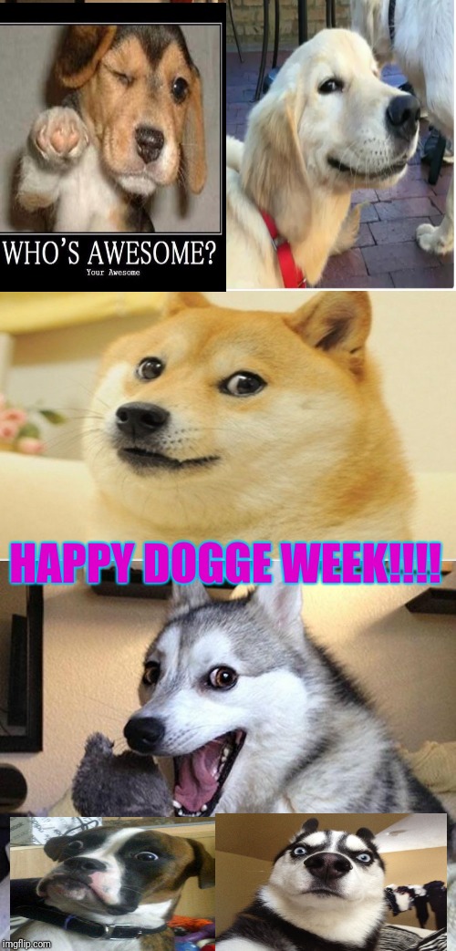 Happy Doggo Week (yea I know I spelt it wrong) 10 - 16th March |  HAPPY DOGGE WEEK!!!! | image tagged in memes,bad pun dog | made w/ Imgflip meme maker