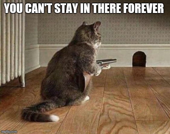 Image result for cat with a gun meme