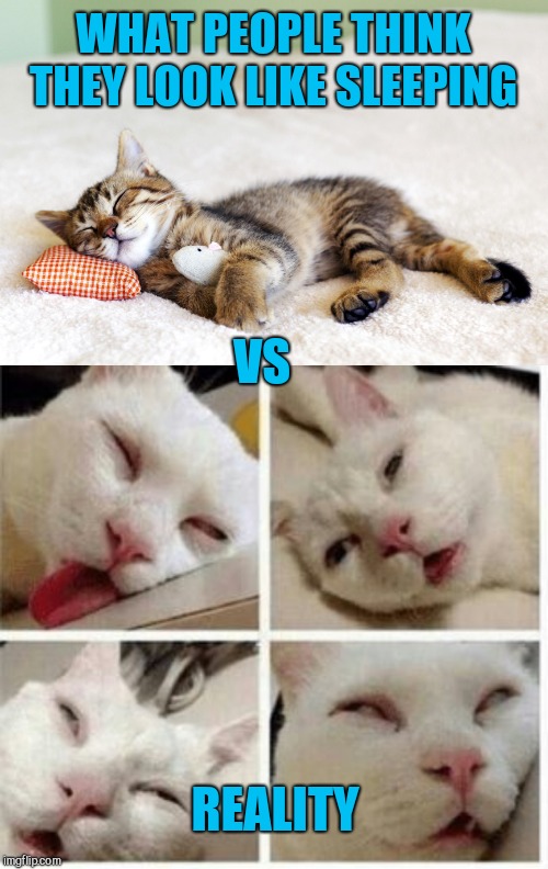 WHAT PEOPLE THINK THEY LOOK LIKE SLEEPING; VS; REALITY | image tagged in sleeping cat | made w/ Imgflip meme maker