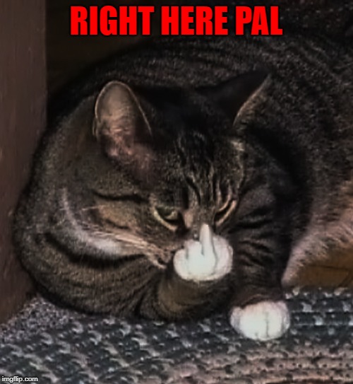 RIGHT HERE PAL | made w/ Imgflip meme maker