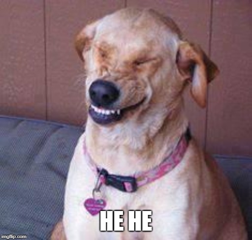 funny dog | HE HE | image tagged in funny dog | made w/ Imgflip meme maker