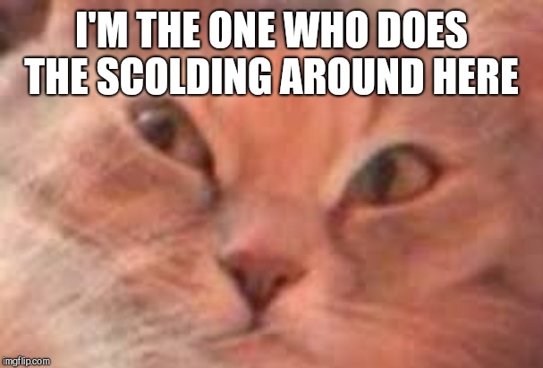 Triggered Cat | I'M THE ONE WHO DOES THE SCOLDING AROUND HERE | image tagged in triggered cat | made w/ Imgflip meme maker