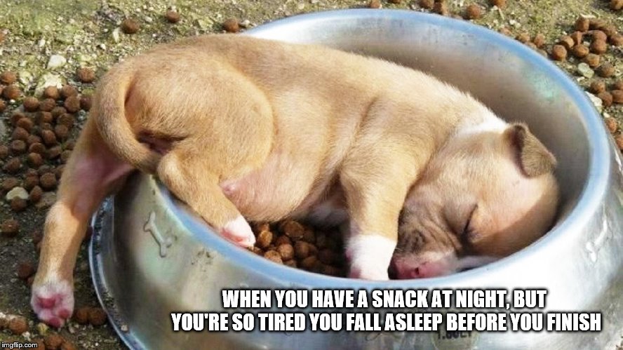 When you have a snack at night, but you're so tired you fall asleep before you finish. | WHEN YOU HAVE A SNACK AT NIGHT, BUT YOU'RE SO TIRED YOU FALL ASLEEP BEFORE YOU FINISH | image tagged in puppy,cute,doggo week,doggo,pupper,meme | made w/ Imgflip meme maker