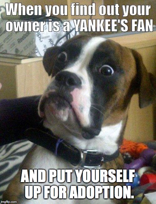 Blankie the Shocked Dog | When you find out your owner is a YANKEE'S FAN; AND PUT YOURSELF UP FOR ADOPTION. | image tagged in blankie the shocked dog | made w/ Imgflip meme maker