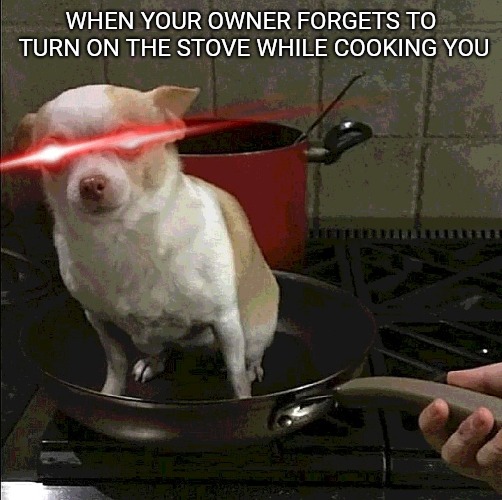 Stove Chihuahua wants to Die... |  WHEN YOUR OWNER FORGETS TO TURN ON THE STOVE WHILE COOKING YOU | image tagged in doggo,stove | made w/ Imgflip meme maker