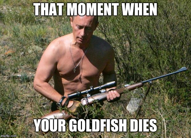 Putin Assassin | THAT MOMENT WHEN; YOUR GOLDFISH DIES | image tagged in putin assassin,memes | made w/ Imgflip meme maker
