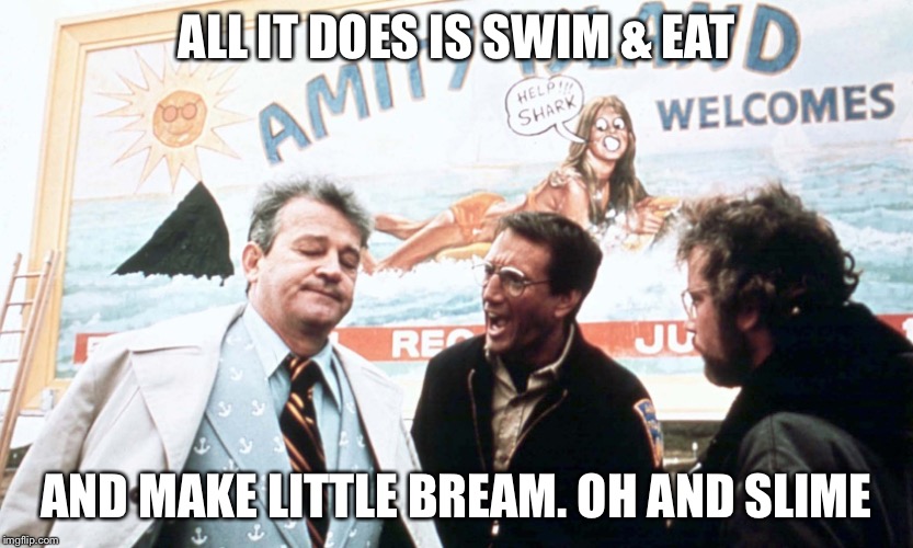 Jaws mayor | ALL IT DOES IS SWIM & EAT; AND MAKE LITTLE BREAM. OH AND SLIME | image tagged in jaws mayor | made w/ Imgflip meme maker