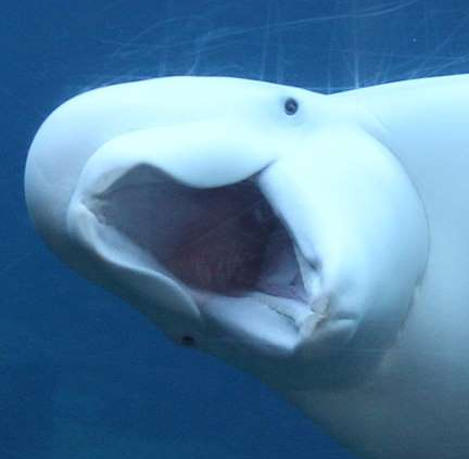 suprised beluga whale Blank Meme Template