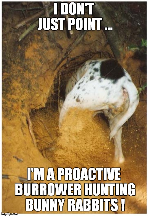 My Versatile Pointer | I DON'T JUST POINT ... I'M A PROACTIVE BURROWER HUNTING BUNNY RABBITS ! | image tagged in fun,doggo week | made w/ Imgflip meme maker